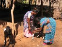 Women goat rearers of Andhra Pradesh