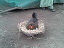 A desi hen brooding on a clutch of eggs, Rama block, District Jhabua