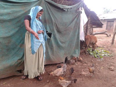 A woman poultry rearing feeding her desi poultry flock, Village Navapara, District Jhabua.