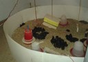 A unit housing one day to ten days old chicks.