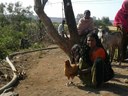 Ditubai Parmar with her desi poultry bird. Ditubai is the secretary of the Saraswati Self Help Group in the Sad village.