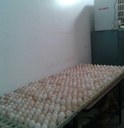 Freshly laid eggs of Kadaknath poultry birds lying in hatching trays.