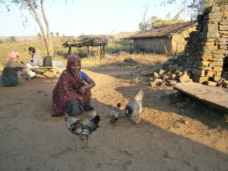 Rajubai from Nawapada village in the Rama block with her two desi poultry birds and one week-old chicks.