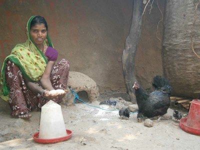 Sangeeta, Baddi’s daughter displaying eggs recently laid by their desi  poultry bird. 