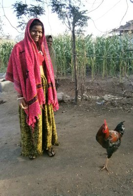 Surtibai Parmar from Sad village with her male poultry bird. 