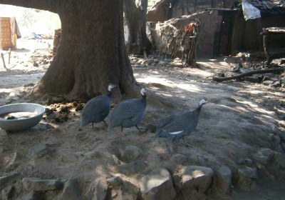 Three guinea fowls also form part of Baddi’s poultry flock in the Bhaisa Karai village in the Rama block.