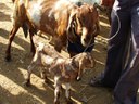 A two year old Barbari goat with kid for sale at the Balaheri market
