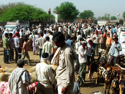 The crowded Balaheri mandi with buyers, sellers and animals spread across the entire space.
