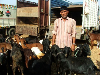 Sellers with their goats at the Balaheri market
