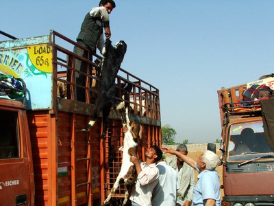 Loading the purchased animals to the upper compartment of the truck