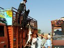 Loading the purchased animals to the upper compartment of the truck