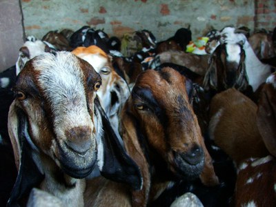 Goats inside the temporary shelter at the Balaheri market