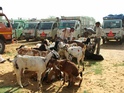 Pick up vans and other vehicles at the Balaheri goat and sheep mandi are meticulously parked 
