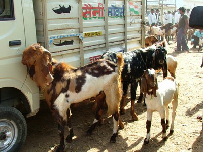 Totapuri breed of goats for sale at the Balaheri market