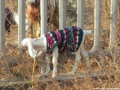 Goat rearing is emerging as a livelihood activity for the poor in urban areas – a goat kid being reared in Dwarka, New Delhi.