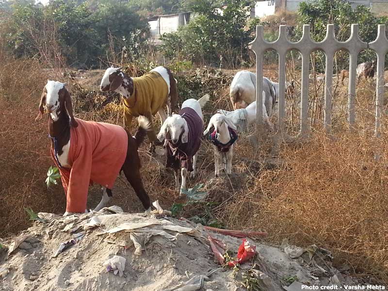 Goat rearing is emerging as a livelihood activity for the poor in urban areas – a herd of goats in Dwarka, New Delhi 