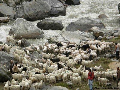 A herd of sheep and goats near a mountain stream in Vashisht, Manali, Himachal Pradesh