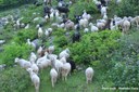 A mixed herd of sheep and Changthangi goats at Aru Valley in Pahalgam, Anantnag district of Jammu and Kashmir