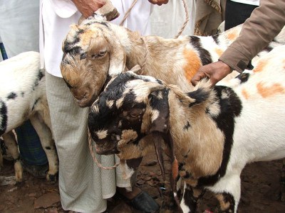Bucks for sale in the Ferozepur Jhirka market.