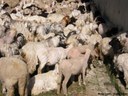 Changthangi goats being sheared