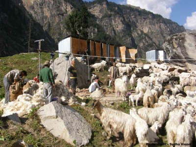 Changthangi goats being sheared
