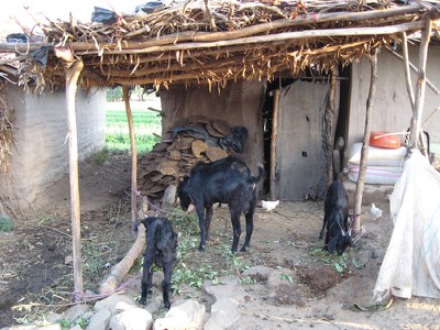 A goat shed made of bricks and mud in Sangawi village in Ahmadnagar district, Maharashtra