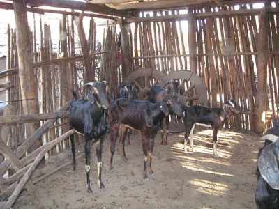 Goats are reared by most households in Shivpod village, primarily for meat.