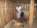 An inside view of a goat shed made from wooden logs.