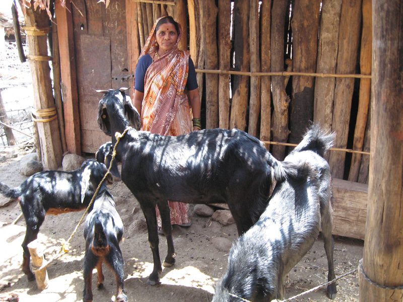 A goat shed (background) in Pudiyal Mahoda village in Chandrapur district, Maharashtra.