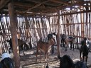 A goat shed in Shivpod village in the  Yavatmal  district of Maharashtra