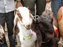 The Ferozepur Jhirka market is known for supplying goat kids to goat rearers from Rasgan