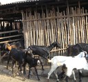 Goats being led out for grazing in nearby forest areas.