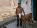 Gulabchand with his buck which resembles the Berari goat breed locally referred to as Nimari 