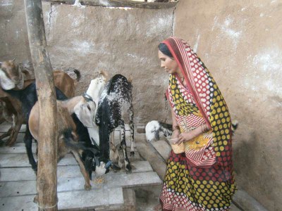 Kanchanbai from Jhamli village in the Pandhana block feeding maize grain to her goats.