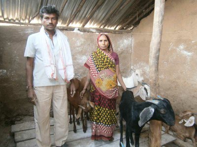 Kanchanbai with her husband Bandu in their goat shed. 