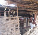 Kisan Sambamahi, a goat herder in Shivpod village in his goat shed