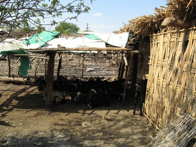 A large goat shed in Vhanikhurd village in Chandrapur district, Maharashtra.