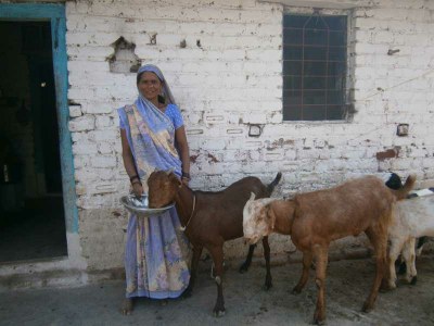 Laxmibai feeding wheat grain to the lactating mother goat.