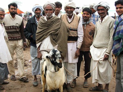 Goat rearers at the Ferozepur Jhirka market in Haryana.