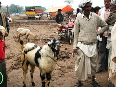 In Firozepur Jhirka (Haryana), an uneven stretch of land serves as the market yard.