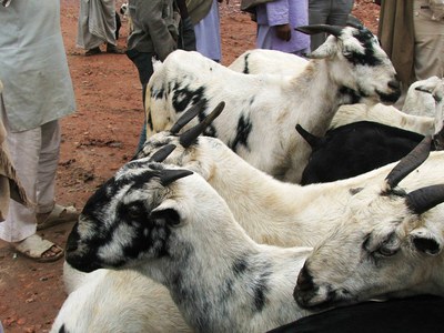 Goats for sale in the Ferozepur Jhirka market.