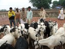 A set of goats for sale at the Ferozepur Jhirka market.