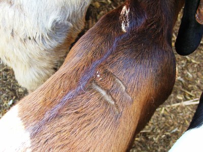 The purchased goat is marked by the buyer by cutting the hair in a distinct pattern, for ease in identification.