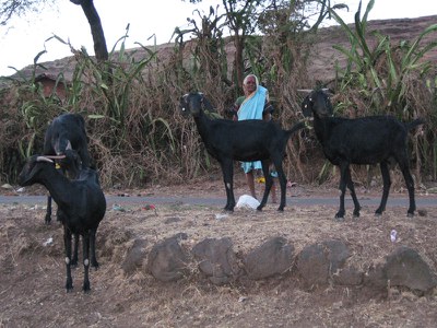 Nana Galvad on her way back home after grazing her goats in forest tracts surrounding her village.