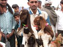 A buyer with two goats purchased from the Ferozepur Jhirka market.