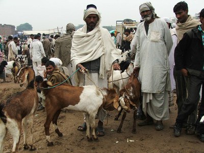 Goat rearers at the Ferozepur Jhirka market in Haryana.