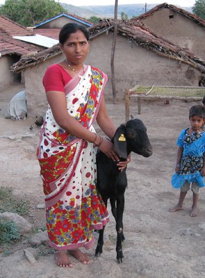 Shantabai with her Osmanabadi buck 