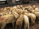 A herd of sheep purchased by a trader is ready for loading onto a truck for onward transportation.