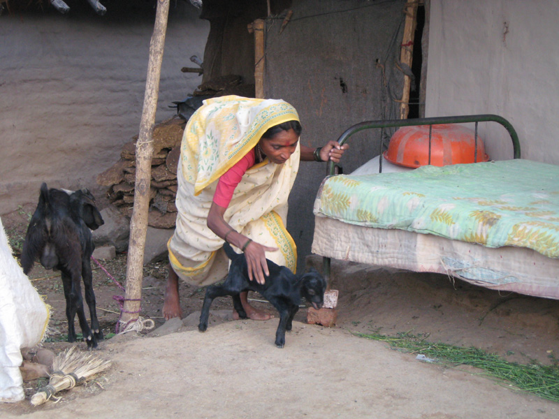 Thakubai Tadpade of Keli-Rumhanwadi village in Ahmadnagar district, tending a  goat kid