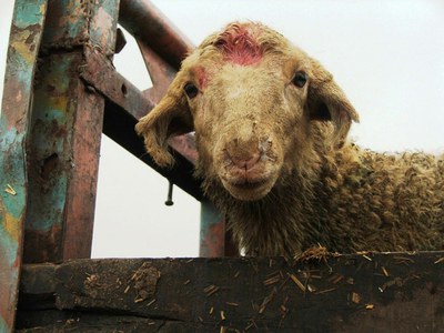 A lamb peeping from a truck loaded with sheep and goats purchased from the Ferozepur Jhirka market.